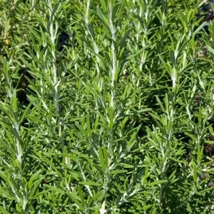 Rosemary 'Arp' Live Plant 5-7" Tall Herb Seedling for Culinary & Garden - Image 1