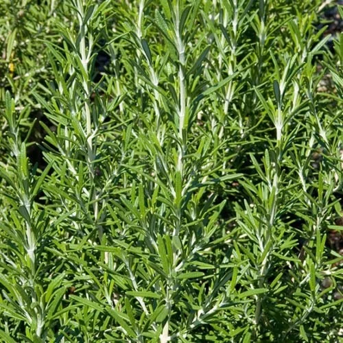 Rosemary 'Arp' Live Plant 5-7" Tall Herb Seedling for Culinary & Garden - Image 1