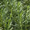 Rosemary Live Plant - 5-7 inch Herb Seedling for Indoor & Outdoor Gardening - Image 1