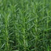 Rosemary Live Plant 5-9 inch - Culinary Herb for Indoor/Outdoor Garden - Image 1