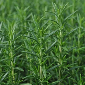 Rosemary Live Plant 5-9 inch - Culinary Herb for Indoor/Outdoor Garden - Image 1