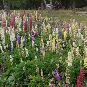 Russell Lupine Live Plant – 4 inch Pot – Outdoor Perennial Flowers - Image 2