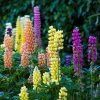 Russell Lupine Live Plant – 4 inch Pot – Outdoor Perennial Flowers - Image 1