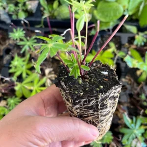 Russell Lupine Live Plant – 4 inch Pot – Outdoor Perennial Flowers - Image 3