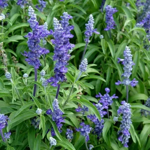 Salvia Victoria Blue Live Plant - 2 Mealy Cup Sage, 7-11" Tall, Outdoor - Image 1