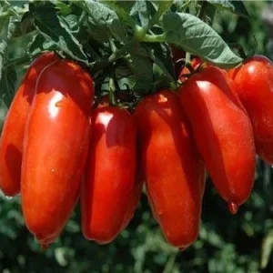 San Marzano Tomato Live Plants - 2 Pack, 7-11 Inch Seedlings for Sauce & Paste - Image 1