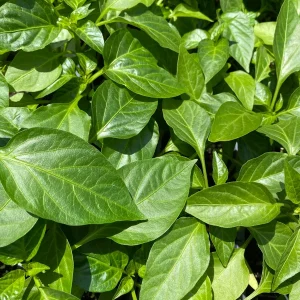 Scotch Bonnet Live Pepper Plants - 2-Pack, 7-12 inch, In Bloom Seedlings - Image 2