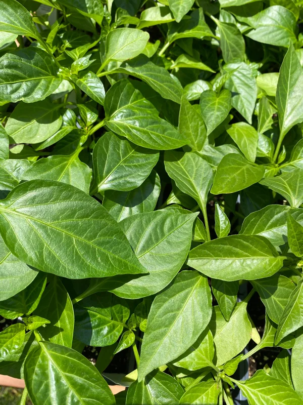 Scotch Bonnet Live Pepper Plants - 2-Pack, 7-12 inch, In Bloom Seedlings - Image 2