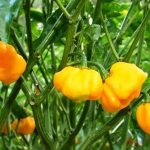 Scotch Bonnet Live Pepper Plants - 2-Pack, 7-12 inch, In Bloom Seedlings - Image 1