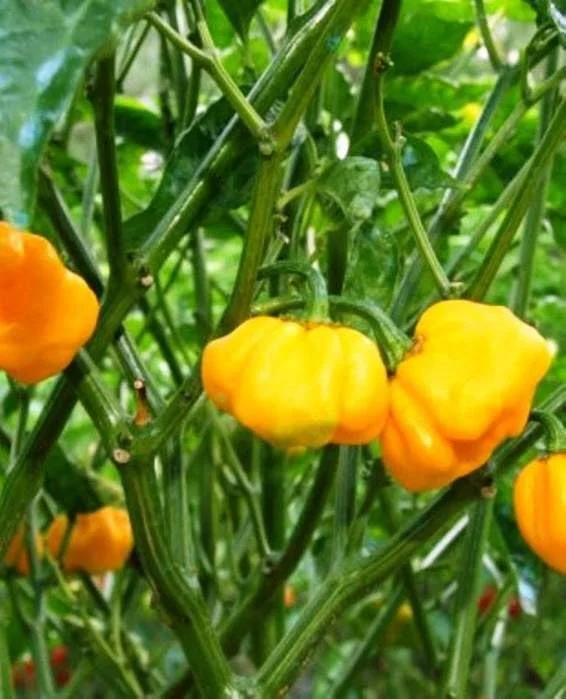 Scotch Bonnet Live Pepper Plants - 2-Pack, 7-12 inch, In Bloom Seedlings - Image 1