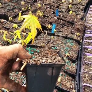 Seiryu Japanese Maple Tree Live Plant – 4 inch Pot – Outdoor Deciduous - Image 2