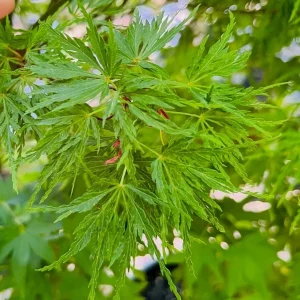 Seiryu Japanese Maple Tree Live Plant – 4 inch Pot – Outdoor Deciduous - Image 1