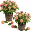 Set of 2 Lantana Athens Rose Live Plants, 4-7 Inches Tall, Outdoor Flowering Shrub - Image 1