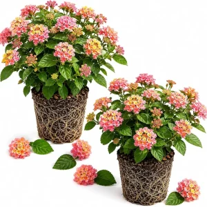 Set of 2 Lantana Athens Rose Live Plants, 4-7 Inches Tall, Outdoor Flowering Shrub - Image 1