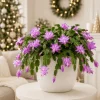 Set of 2 Purple Christmas Cactus Live Plants, 4-8 Inch Tall, Unpotted - Image 1