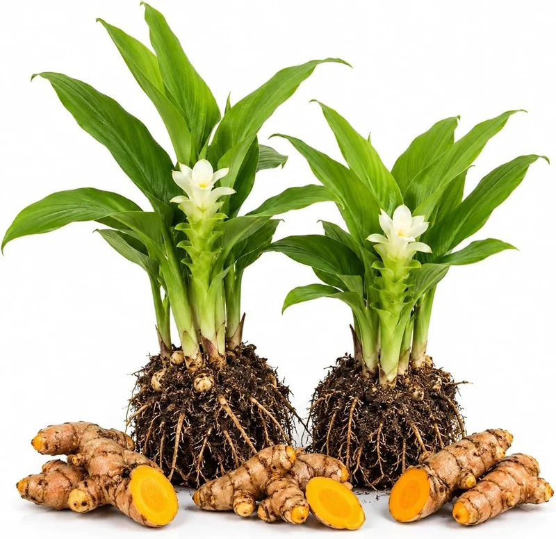 Set of 2 Yellow Turmeric Live Plants, 4-7 Inch Starter Herb for Garden & Patio - Image 1