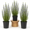 Set of 3 Rosemary Live Plants, 4-6 Inch Tall, Culinary Herb, Indoor/Outdoor - Image 1