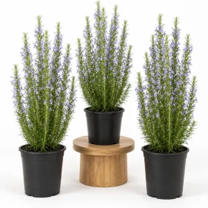 Set of 3 Rosemary Live Plants, 4-6 Inch Tall, Culinary Herb, Indoor/Outdoor - Image 1