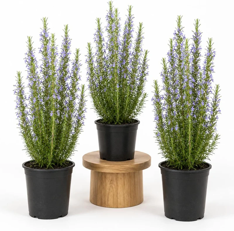 Set of 3 Rosemary Live Plants, 4-6 Inch Tall, Culinary Herb, Indoor/Outdoor - Image 1