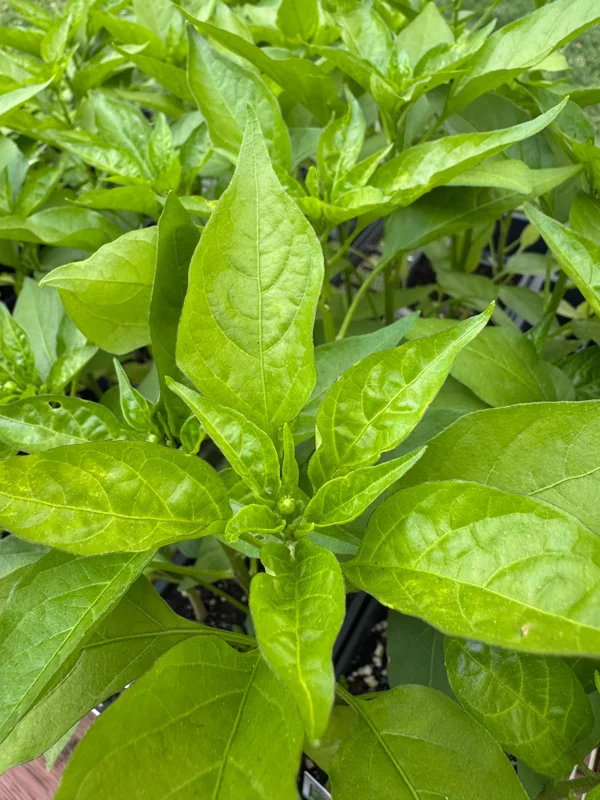 Shishito Pepper Live Plant 3-Pack, 8-11 inch Seedlings for Spring Garden - Image 2