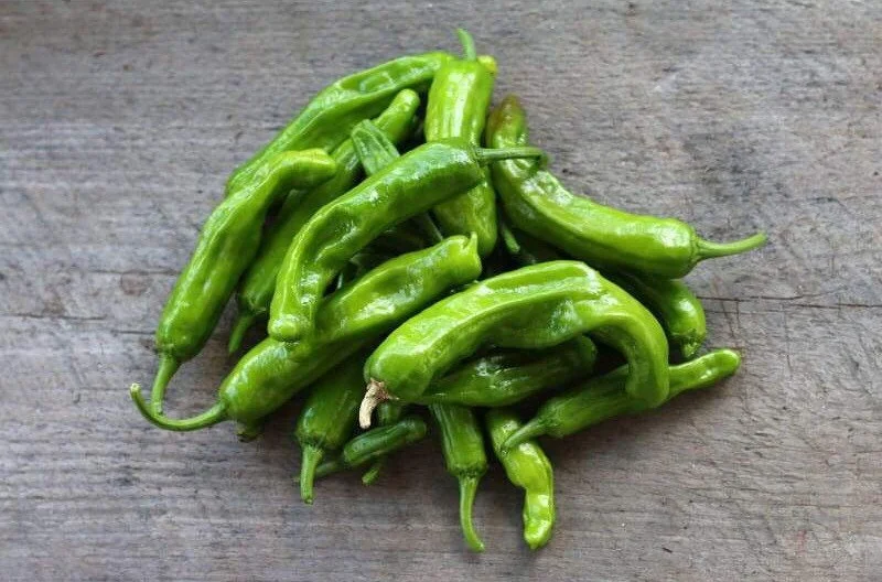 Shishito Pepper Live Plant 3-Pack, 8-11 inch Seedlings for Spring Garden - Image 1