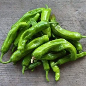 Shishito Pepper Live Plants - 3 Pack, 4-7 inch Seedlings for Spring Garden - Image 1