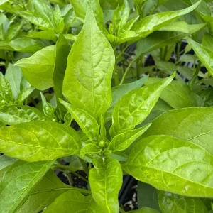 Shishito Pepper Live Plants - 3 Pack, 4-7 inch Seedlings for Spring Garden - Image 2