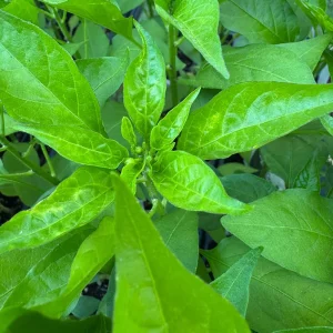 Shishito Pepper Live Plants - 3 Pack, 4-7 inch Seedlings for Spring Garden - Image 3