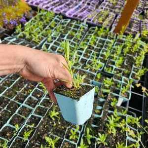 Snowball Baby's Breath Live Plant – 3