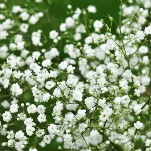 Snowball Baby's Breath Live Plant – 3