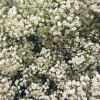 Snowball Baby's Breath Live Plant – 3" Pot – Delicate White Blooms - Image 1