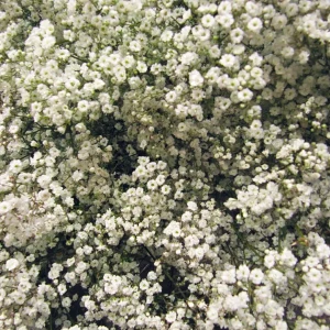 Snowball Baby's Breath Live Plant – 3" Pot – Delicate White Blooms - Image 1
