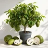 Soursop Live Plant (Guanabana) - Tropical Fruit Tree, 5-10 Inches Tall - Image 1