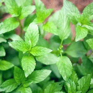 Spearmint Live Plant - 3-5 inch Tall Herb Seedlings for Garden & Indoors - Image 1