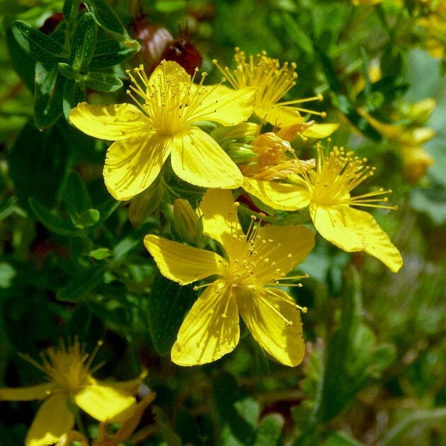 St. John's Wort Live Plant – 3 inch Pot – Perennial Herb for Garden - Image 2