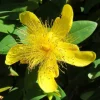 St. John's Wort Live Plant – 3 inch Pot – Perennial Herb for Garden - Image 1