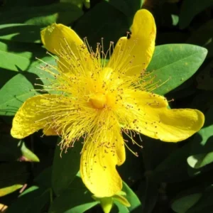 St. John's Wort Live Plant – 3 inch Pot – Perennial Herb for Garden - Image 1