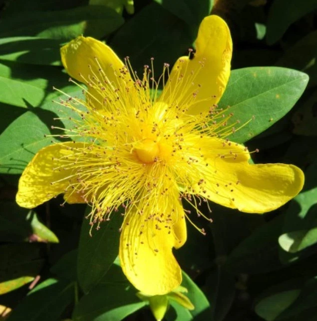 St. John's Wort Live Plant – 3 inch Pot – Perennial Herb for Garden - Image 1