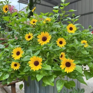 Sunflower Live Plant 3 inch Pot - Bright & Cheerful Outdoor Flower - Image 2