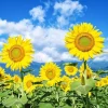 Sunflower Live Plant 3 inch Pot - Bright & Cheerful Outdoor Flower - Image 1