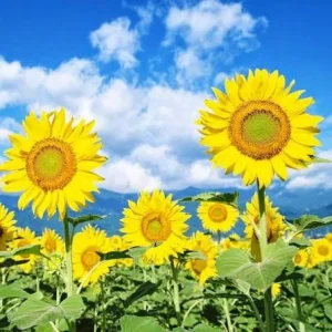 Sunflower Live Plant 3 inch Pot - Bright & Cheerful Outdoor Flower - Image 1