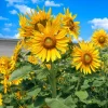 Sunflower Live Plant – 4 inch Pot – Bright Yellow Blooms – Outdoor - Image 1