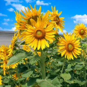 Sunflower Live Plant – 4 inch Pot – Bright Yellow Blooms – Outdoor - Image 1
