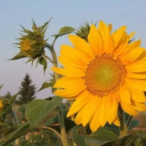Sunflower Live Plant – 4 inch Pot – Bright Yellow Blooms – Outdoor - Image 2