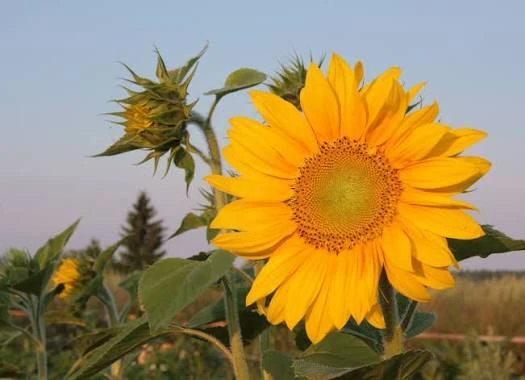 Sunflower Live Plant – 4 inch Pot – Bright Yellow Blooms – Outdoor - Image 2