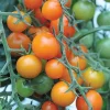 SunSugar Cherry Tomato Live Plant Seedlings - 2-Pack, 5-9 inches, Golden Sweet Indeterminate - Image 1