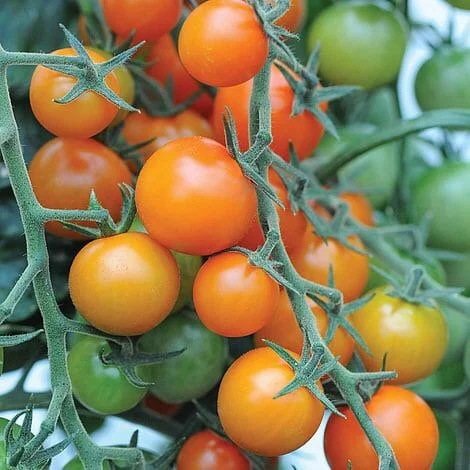 SunSugar Cherry Tomato Live Plant Seedlings - 2-Pack, 5-9 inches, Golden Sweet Indeterminate - Image 1