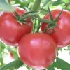 Supersonic Tomato Live Plant Seedlings - 3-Pack, 4-9" Tall, Indeterminate, Early Producing - Image 1