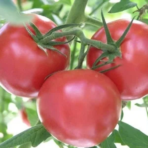 Supersonic Tomato Live Plant Seedlings - 3-Pack, 4-9" Tall, Indeterminate, Early Producing - Image 1