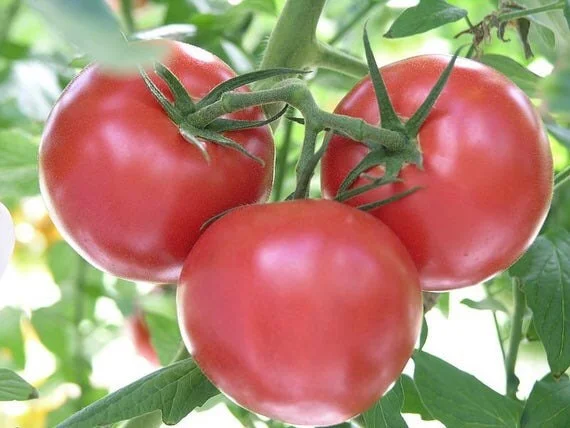 Supersonic Tomato Live Plant Seedlings - 3-Pack, 4-9" Tall, Indeterminate, Early Producing - Image 1